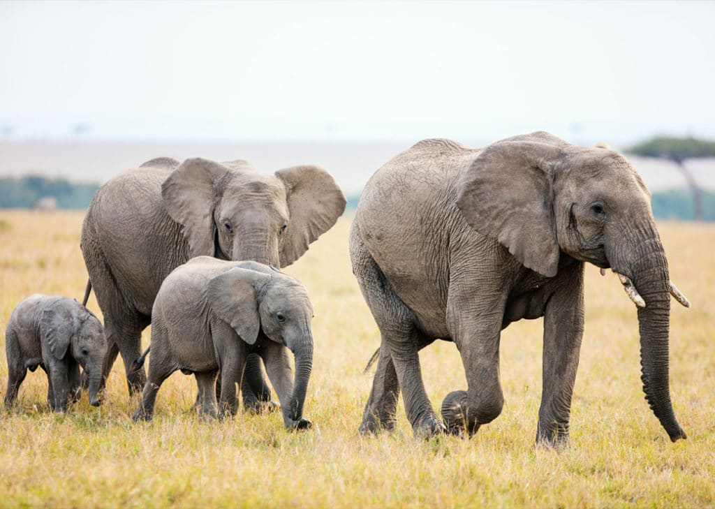 Famille d'éléphant dans la savane