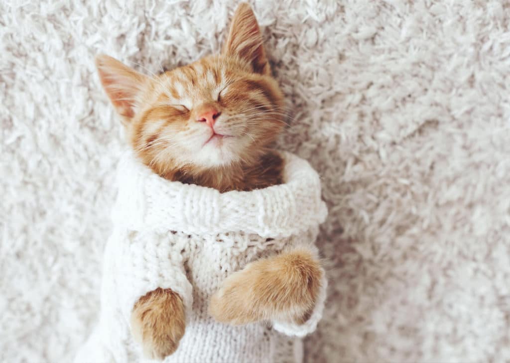 Un chaton habillé en laine