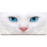 Tableau chat blanc