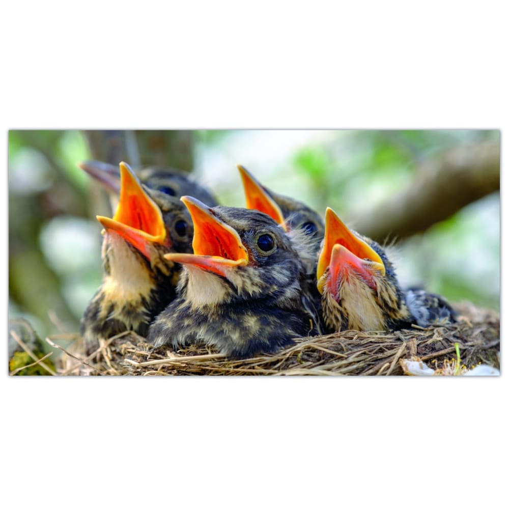 Tableau Oiseaux chanteurs Tableau Animaux Tableau Oiseau taille: XXS|XS|S|M|L|XL|XXL