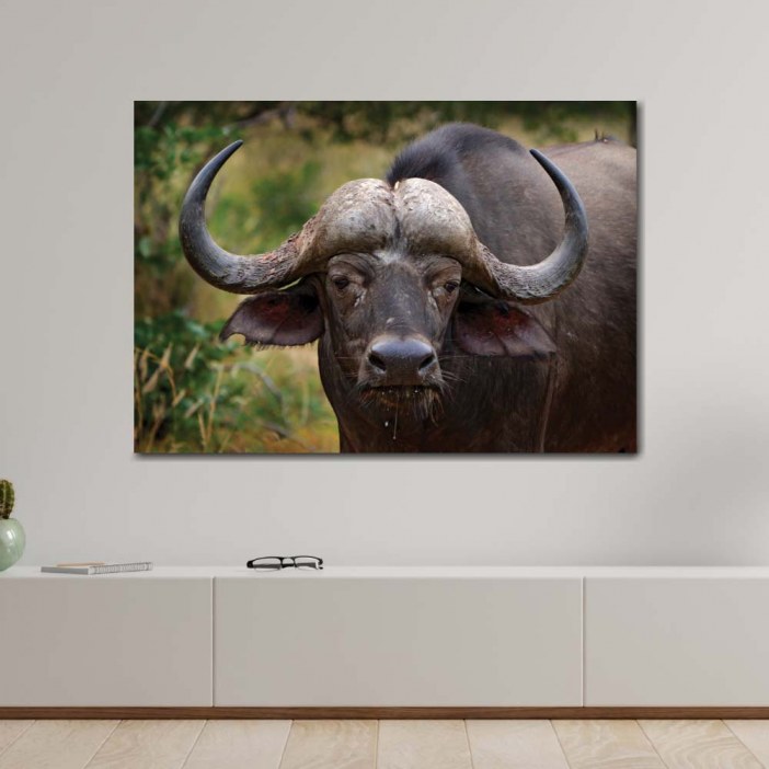 Cuadro Retrato de búfalo