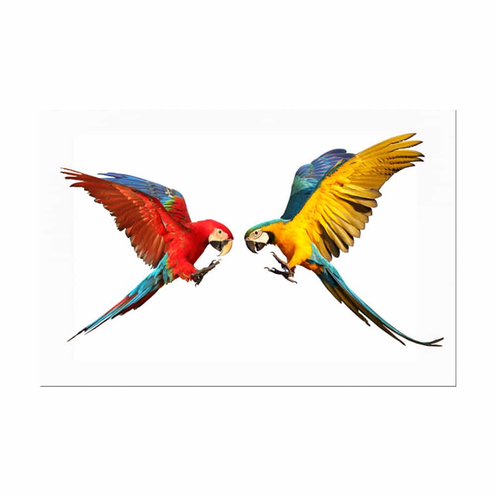 deux perroquets aux couleurs vives volants l'un vers l'autre