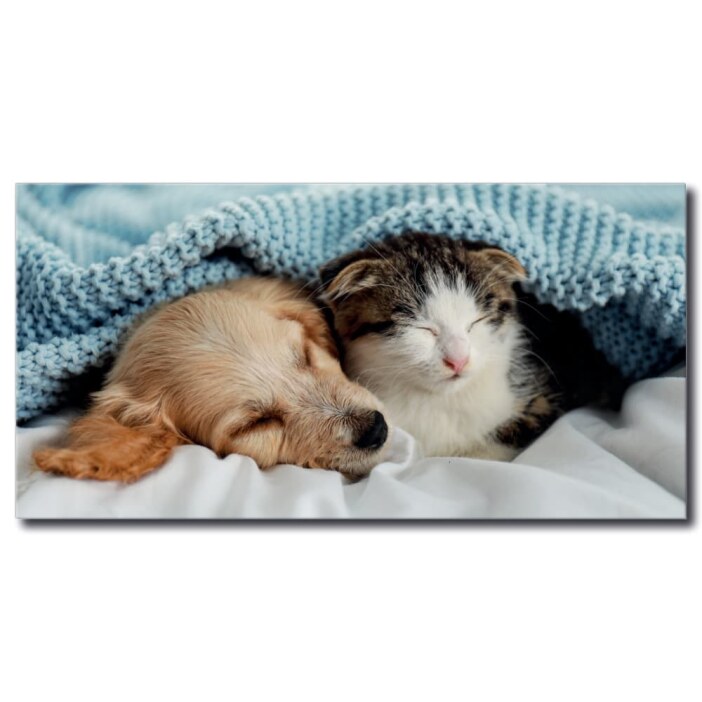 Tableau Chien et chat sous une couverture bleue Tableau Animaux Tableau Chat Tableau Chien taille: XXS