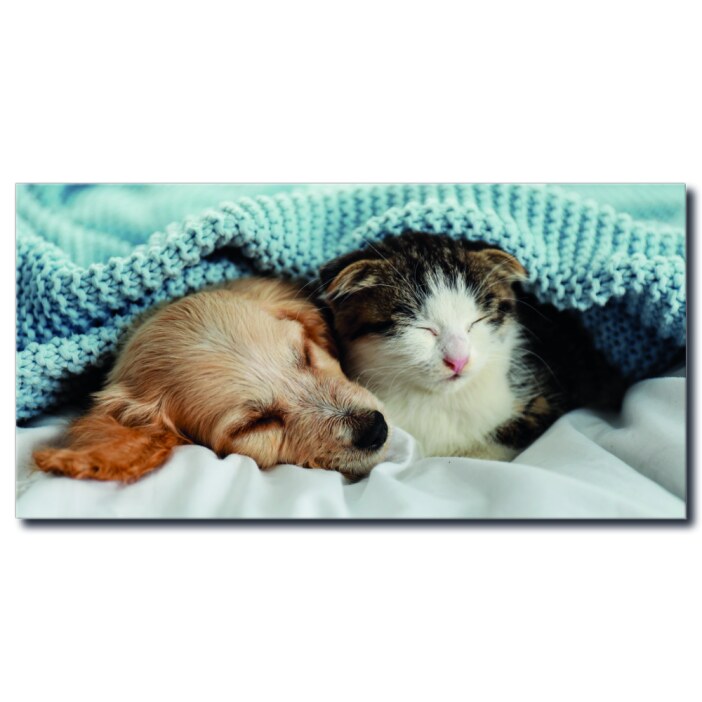 Tableau Chien et chat sous une couverture bleue