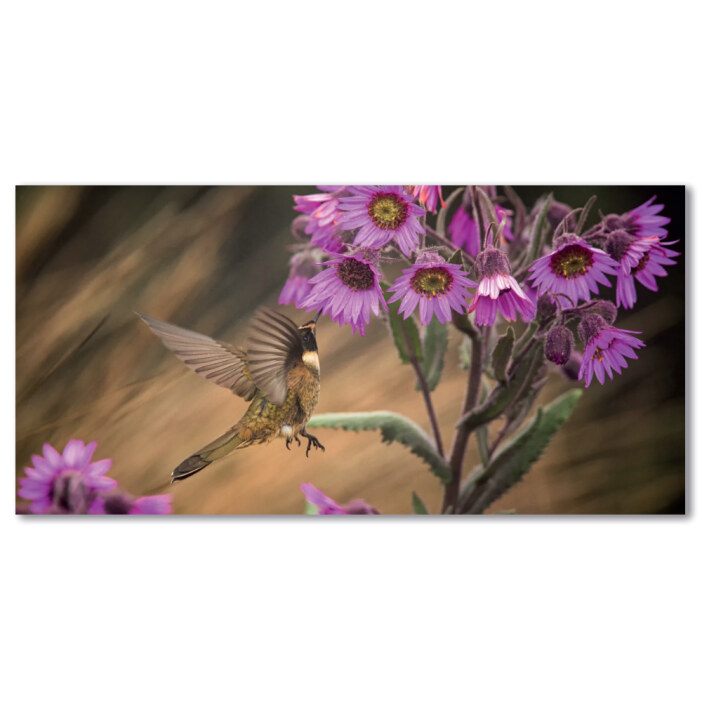 Tableau Petit colibri Tableau Animaux Tableau Oiseau