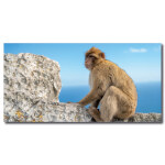 Tableau Singe devant l’océan Tableau Animaux Tableau Singe