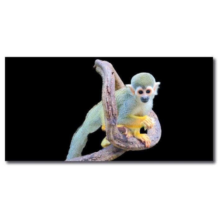 Tableau Singe écureuil Tableau Animaux Tableau Singe taille: XXS