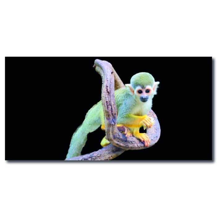 Tableau Singe écureuil Tableau Animaux Tableau Singe