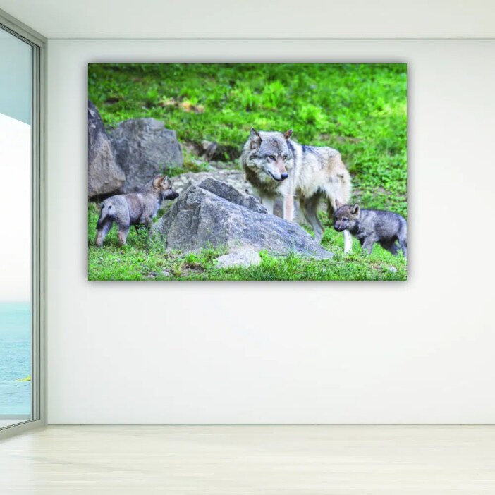 img_Tableau-louve-et-son-louveteau_01 Tableau louve et son louveteau. Bonne qualité, original, accrochée sur un mur dans un salon