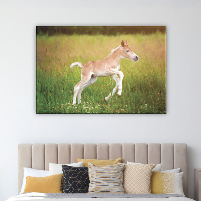 Tableau poulain. Bonne qualité, original, accrochée sur un mur au dessus d'un canapé dans un salon